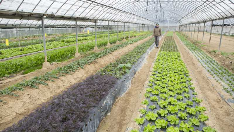farm_7.jpg